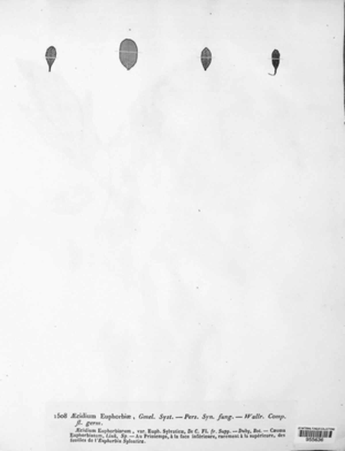 Endophyllum euphorbiae-sylvaticae image